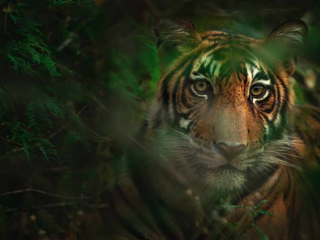 Обои тигр, морда, листья, взгляд, боке, tiger, face, leaves, look, bokeh разрешение 4636x3091 Загрузить