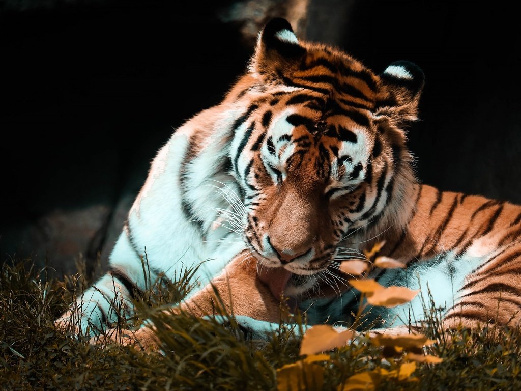 Обои тигр, поза, осень, темный фон, язык, tiger, pose, autumn, the dark background, language разрешение 2880x1839 Загрузить