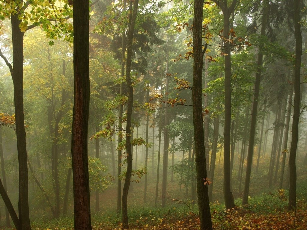 Обои трава, деревья, природа, лес, листья, туман, grass, trees, nature, forest, leaves, fog разрешение 1920x1200 Загрузить