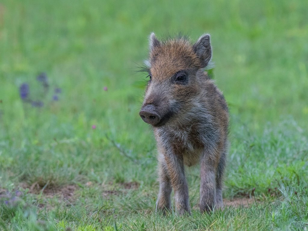 Обои трава, поляна, малыш, кабан, детеныш, поросенок, кабанчик, grass, glade, baby, boar, cub, pig, hog разрешение 3821x2459 Загрузить