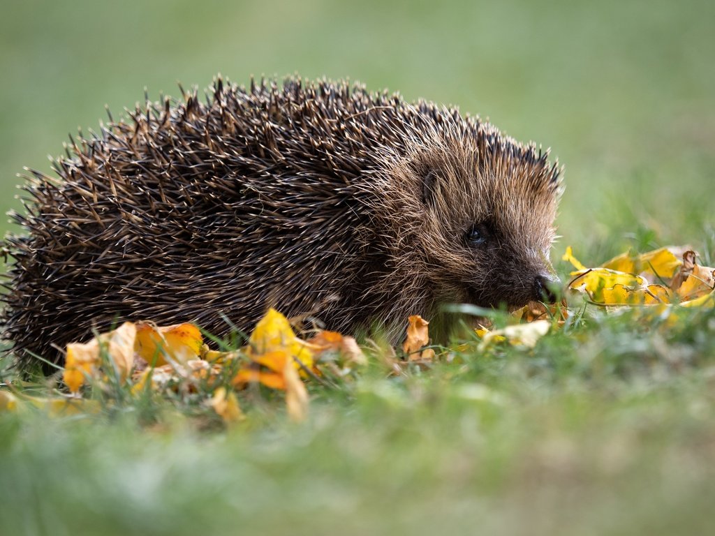 Обои трава, поляна, мордашка, ежик, еж, осенние листья, grass, glade, face, hedgehog, autumn leaves разрешение 5184x3356 Загрузить