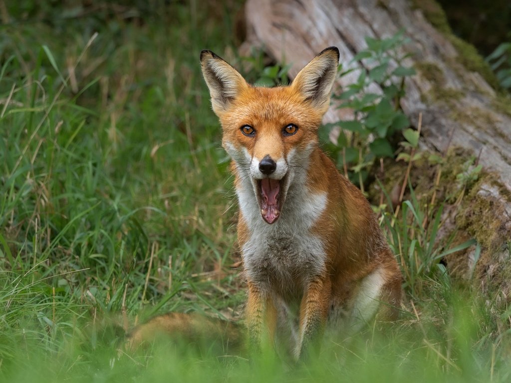 Обои трава, природа, рыжая, лиса, сидит, язык, пасть, бревно, grass, nature, red, fox, sitting, language, mouth, log разрешение 1920x1080 Загрузить