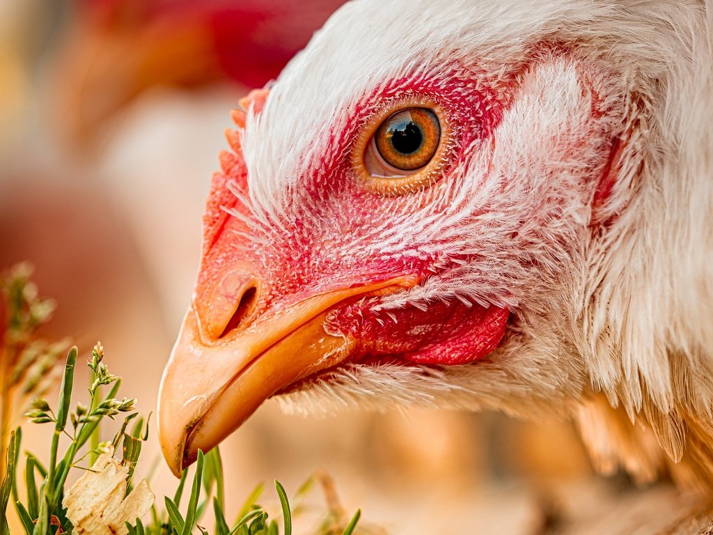 Обои трава, птица, клюв, крупный план, голова, курица, grass, bird, beak, close-up, head, chicken разрешение 2048x1365 Загрузить