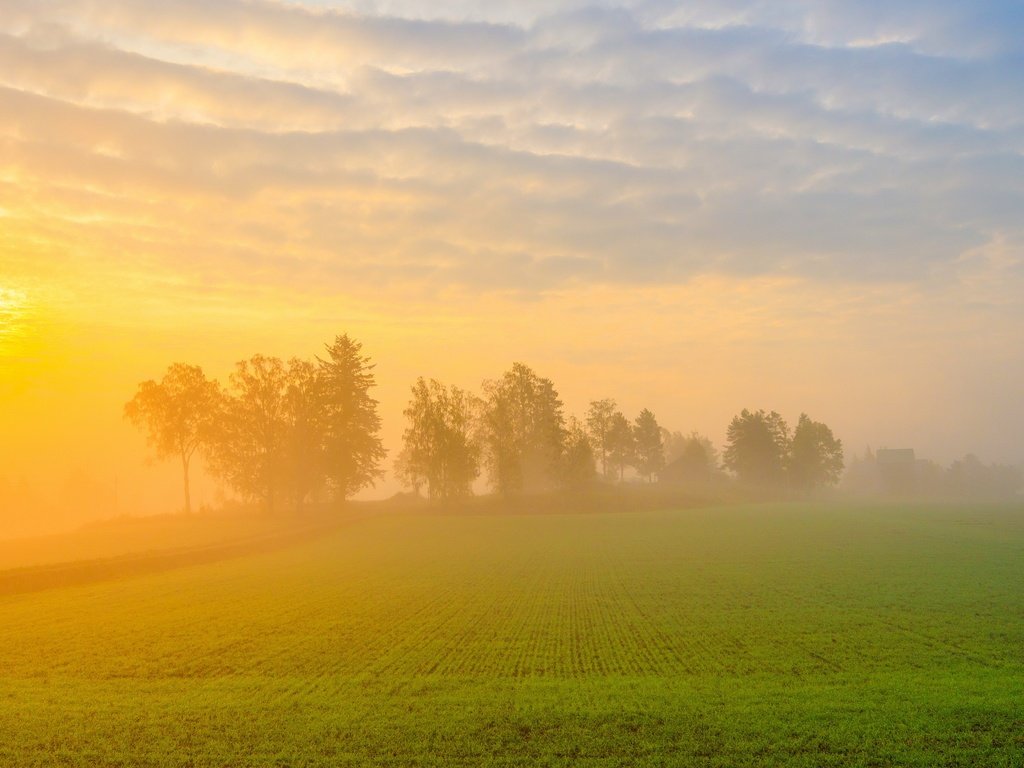 Обои туман, поле, лето, fog, field, summer разрешение 3840x2160 Загрузить