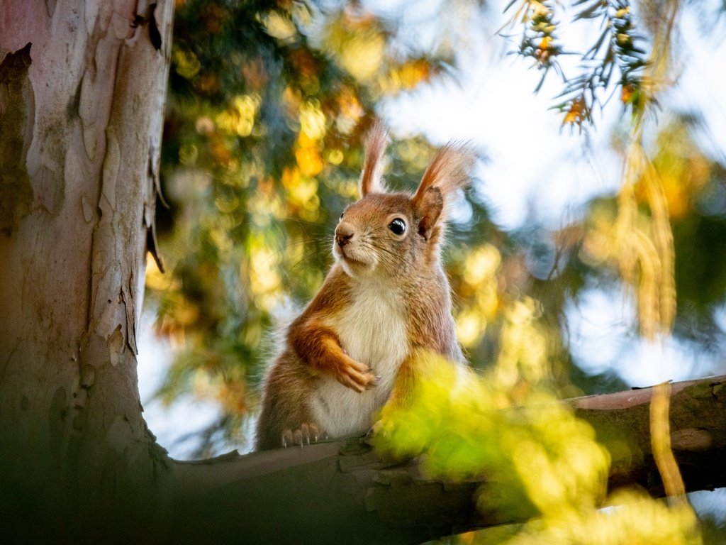 Обои ветка, природа, дерево, листья, белка, зверек, грызун, branch, nature, tree, leaves, protein, animal, rodent разрешение 2000x1334 Загрузить