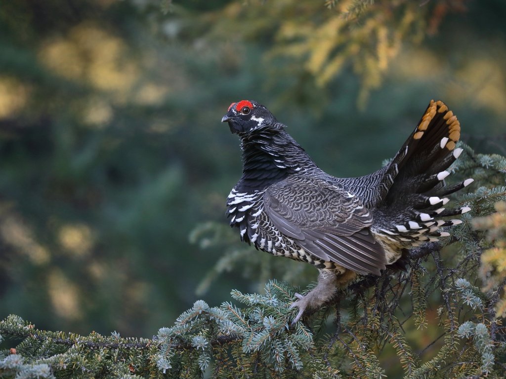 Обои ветка, птица, тетерев, branch, bird, grouse разрешение 3072x2048 Загрузить