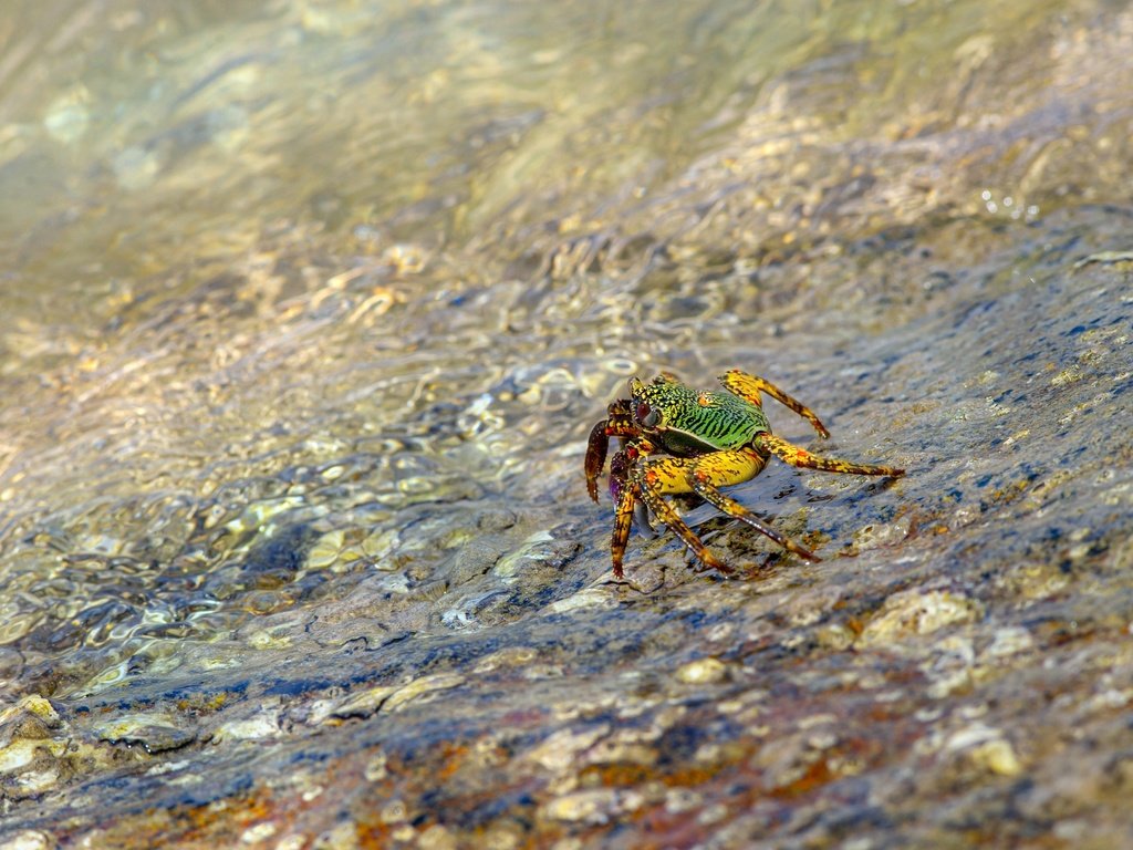 Обои вода, берег, галька, водоем, течение, краб, water, shore, pebbles, pond, for, crab разрешение 4000x2667 Загрузить