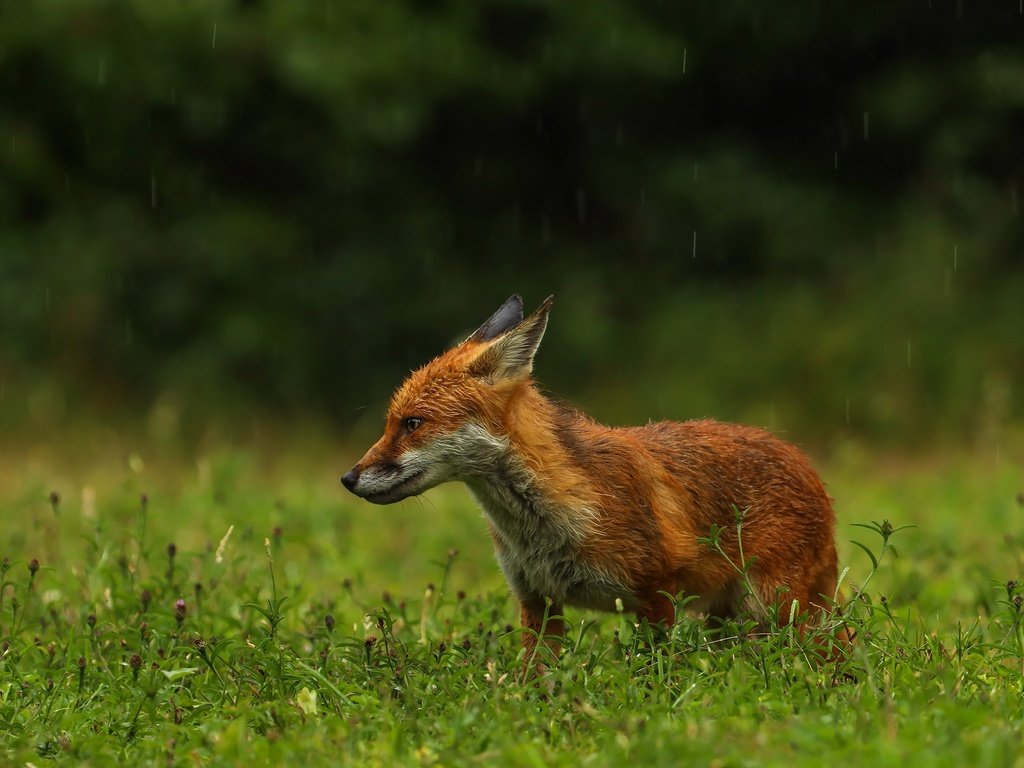 Обои зелень, поза, поляна, лиса, профиль, дождь, мокрая, greens, pose, glade, fox, profile, rain, wet разрешение 2560x1803 Загрузить