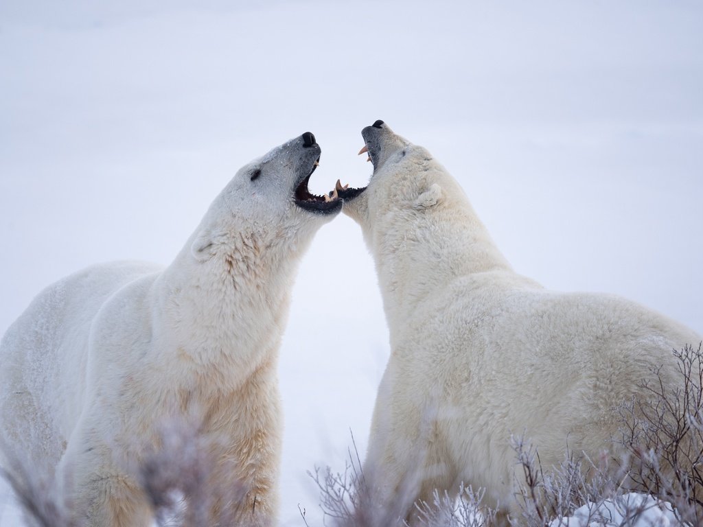 Обои белые медведи, полярные медведи, два медведя, polar bears, two bears разрешение 2048x1367 Загрузить