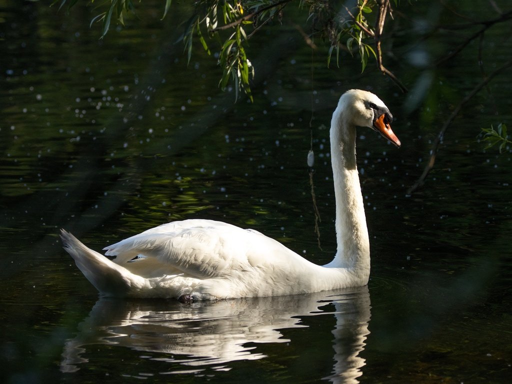 Обои отражение, белый, водоем, птица, темный фон, лебедь, reflection, white, pond, bird, the dark background, swan разрешение 6960x4640 Загрузить