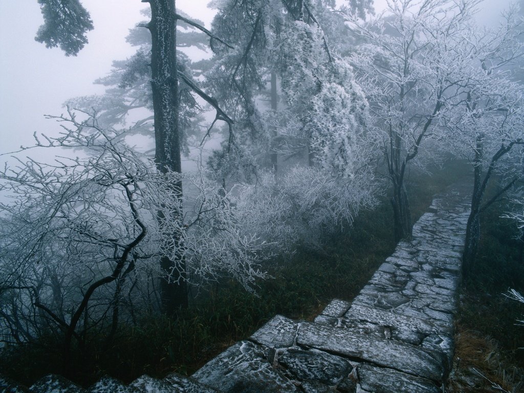 Обои деревья, природа, лес, зима, туман, иней, тропинка, ступени, trees, nature, forest, winter, fog, frost, path, stage разрешение 4252x3366 Загрузить