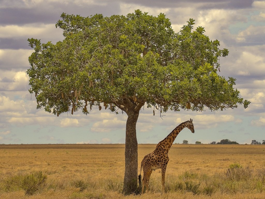 Обои дерево, африка, жираф, tree, africa, giraffe разрешение 3072x2048 Загрузить