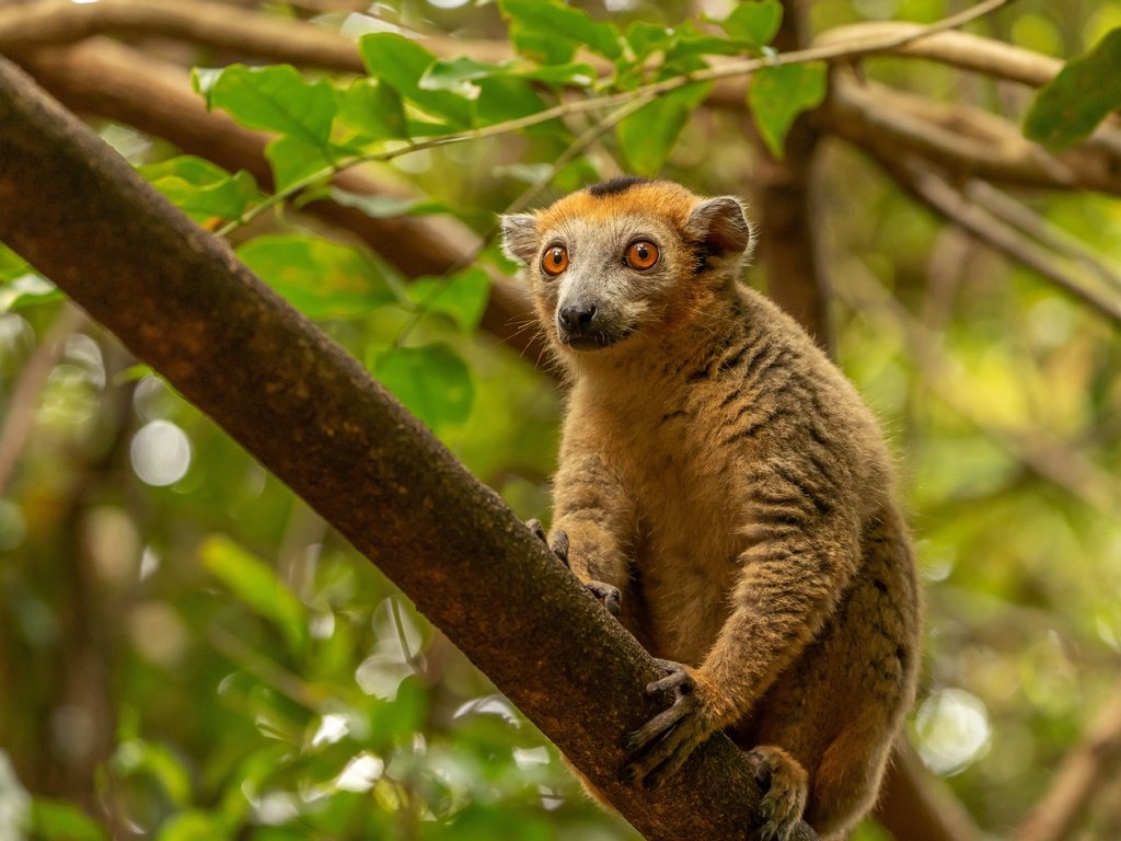 Обои дерево, лемур, мадагаскар, примат, tree, lemur, madagascar, the primacy of разрешение 5451x3634 Загрузить