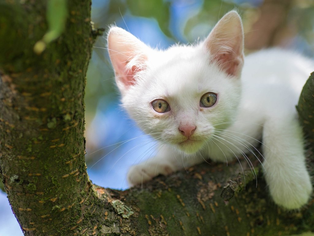 Обои дерево, кот, мордочка, кошка, взгляд, котенок, белый, на дереве, tree, cat, muzzle, look, kitty, white, on the tree разрешение 2048x1280 Загрузить