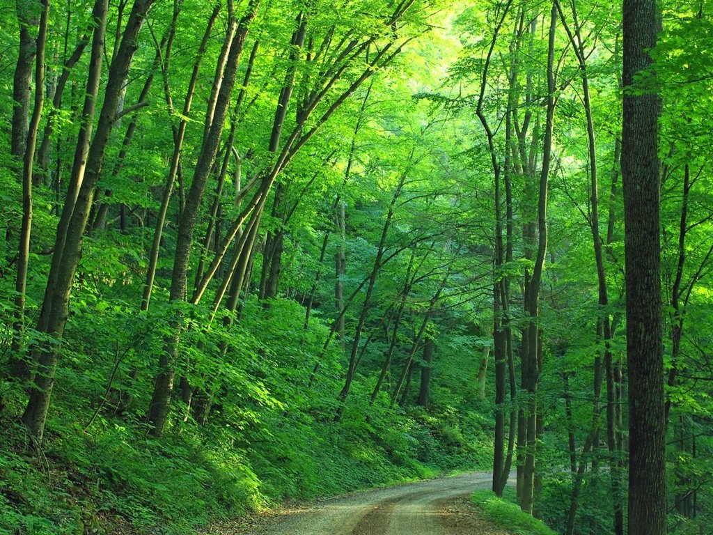 Обои дорога, деревья, лес, лето, road, trees, forest, summer разрешение 1920x1200 Загрузить
