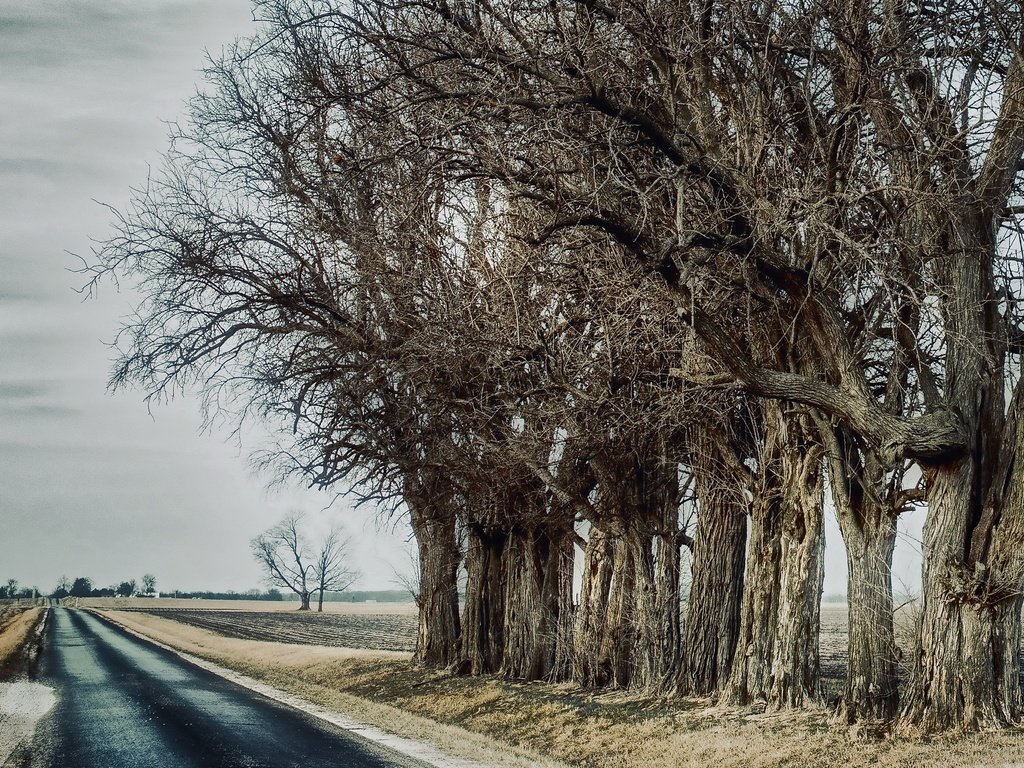 Обои дорога, деревья, road, trees разрешение 3840x2160 Загрузить