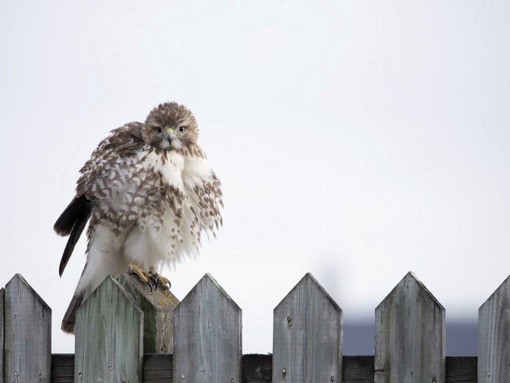 Обои фон, забор, птица, background, the fence, bird разрешение 3840x2160 Загрузить