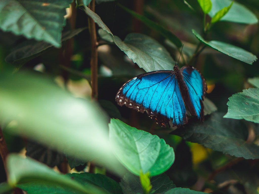 Обои листья, насекомое, бабочка, крылья, темный фон, голубая, морфо, leaves, insect, butterfly, wings, the dark background, blue, morpho разрешение 6000x3376 Загрузить