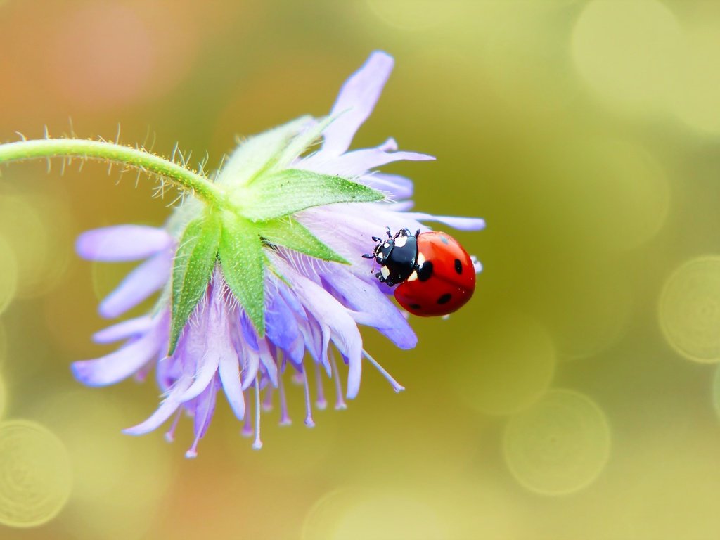 Обои макро, фон, цветок, божья коровка, macro, background, flower, ladybug разрешение 2880x1924 Загрузить