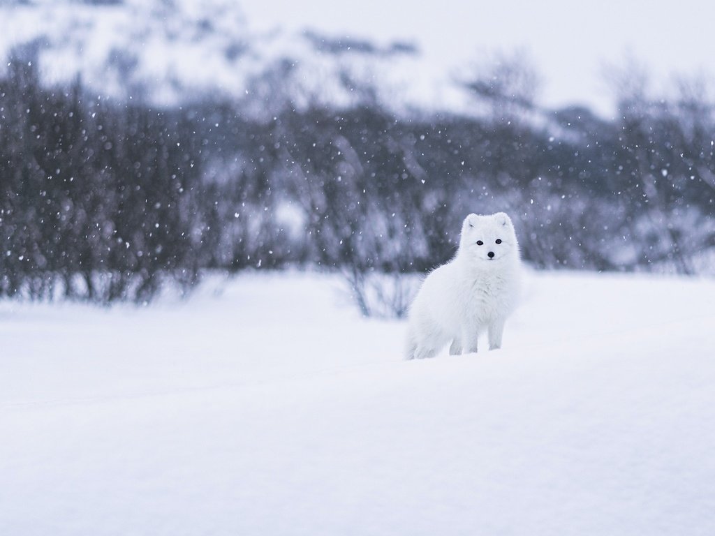 Обои морда, песец, снег, природа, лес, зима, кусты, взгляд, белый, face, fox, snow, nature, forest, winter, the bushes, look, white разрешение 2560x1440 Загрузить