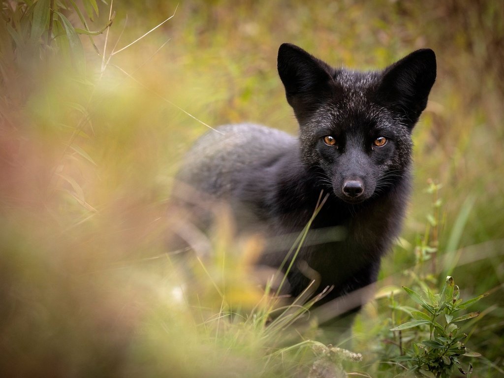 Обои морда, взгляд, лиса, чернобурая лисица, face, look, fox, silver fox разрешение 2048x1365 Загрузить