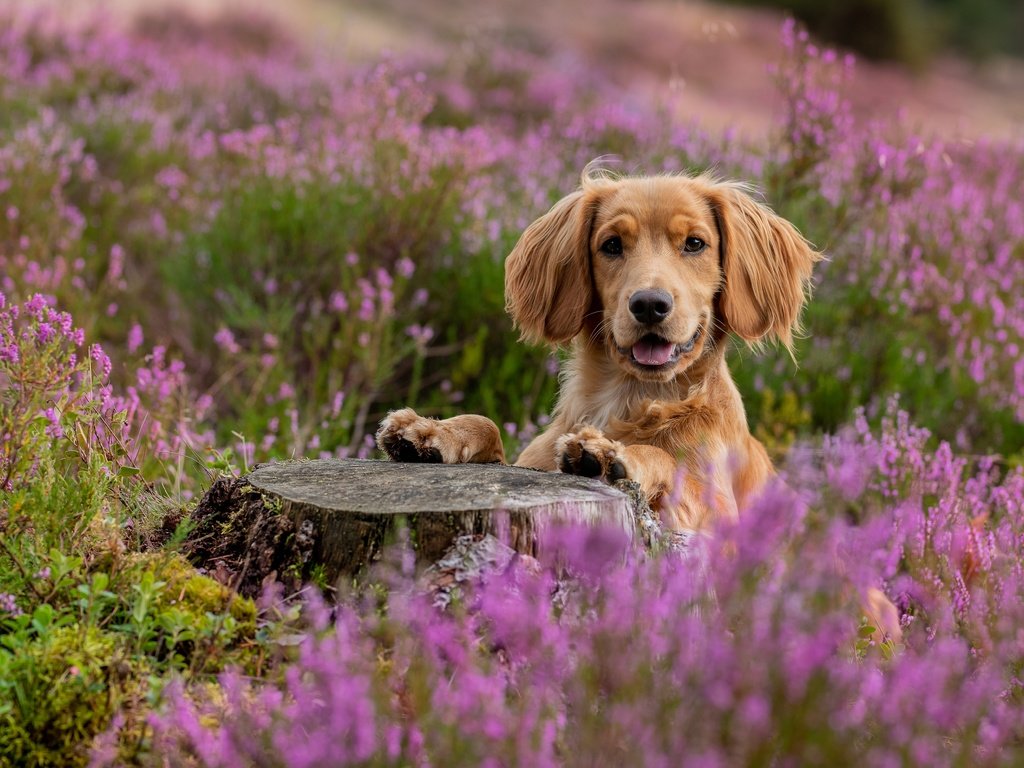 Обои морда, взгляд, собака, пень, спаниель, вереск, face, look, dog, stump, spaniel, heather разрешение 5848x3899 Загрузить