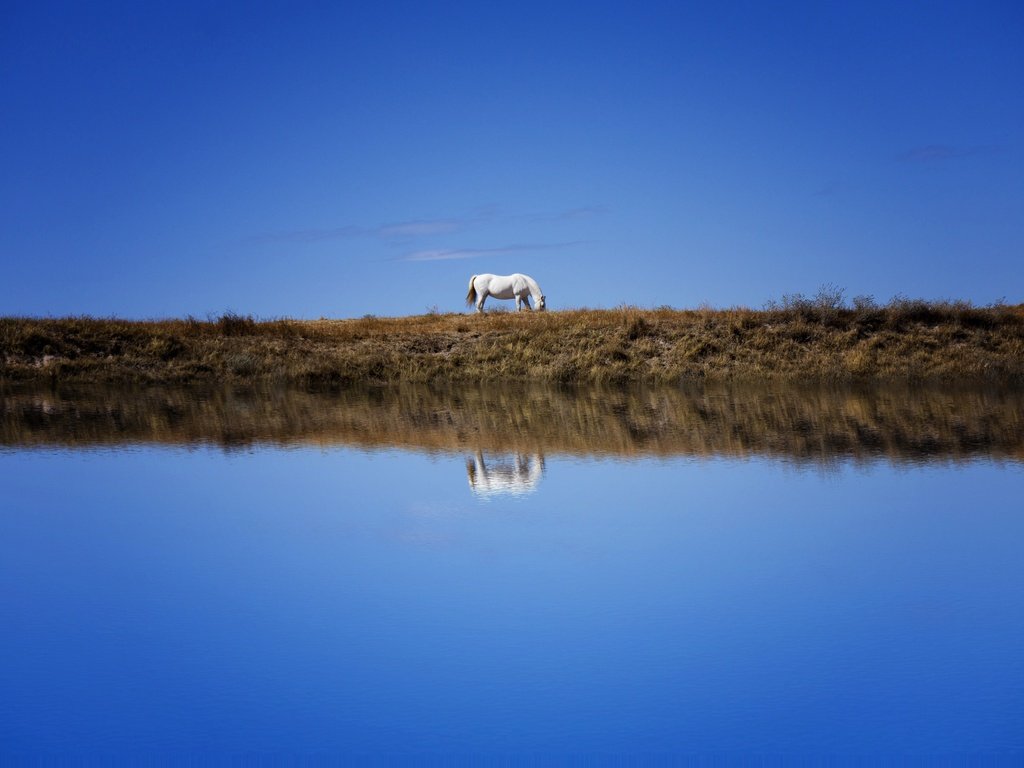 Обои небо, лошадь, берег, отражение, водоем, конь, синева, the sky, horse, shore, reflection, pond, blue разрешение 6000x3766 Загрузить