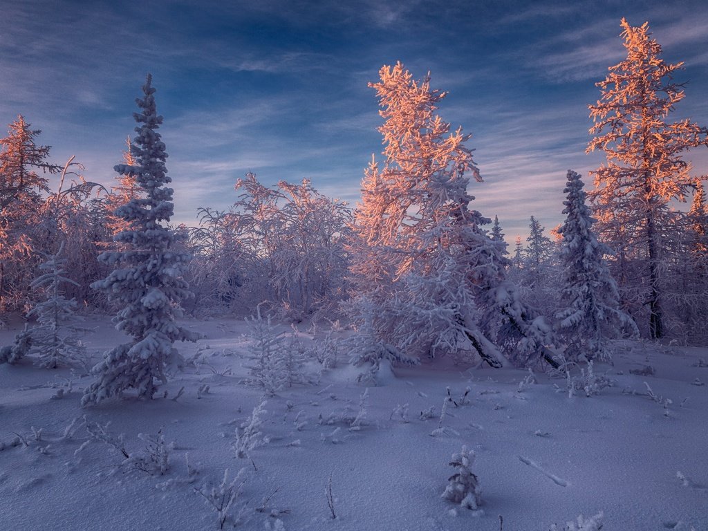 Обои небо, ели, свет, снег, природа, лес, зима, пейзаж, иней, the sky, ate, light, snow, nature, forest, winter, landscape, frost разрешение 2000x1333 Загрузить