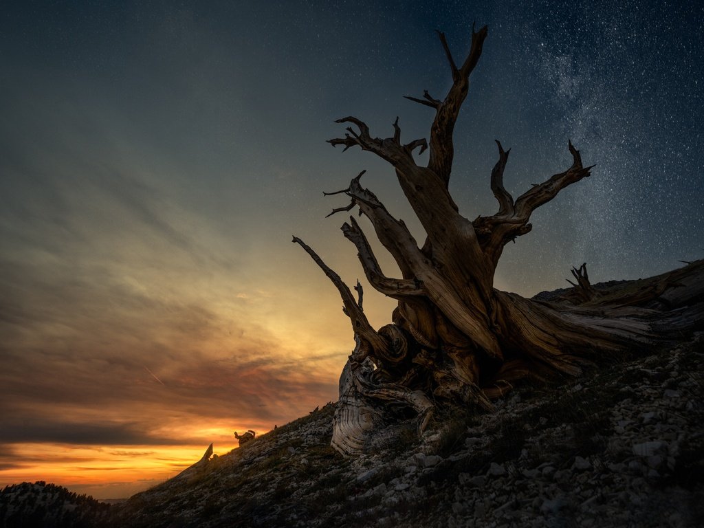 Обои ночь, дерево, звезды, ветки, склон, сумерки, коряга, night, tree, stars, branches, slope, twilight, snag разрешение 3741x2672 Загрузить