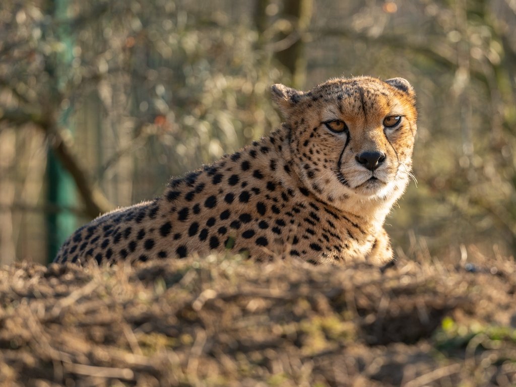 Обои морда, портрет, взгляд, хищник, большая кошка, гепард, боке, face, portrait, look, predator, big cat, cheetah, bokeh разрешение 6034x3851 Загрузить