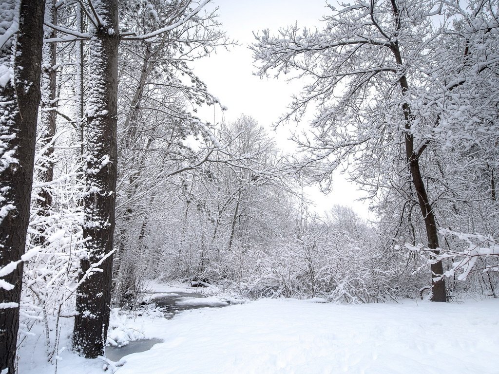 Обои природа, лес, зима, nature, forest, winter разрешение 3840x2160 Загрузить