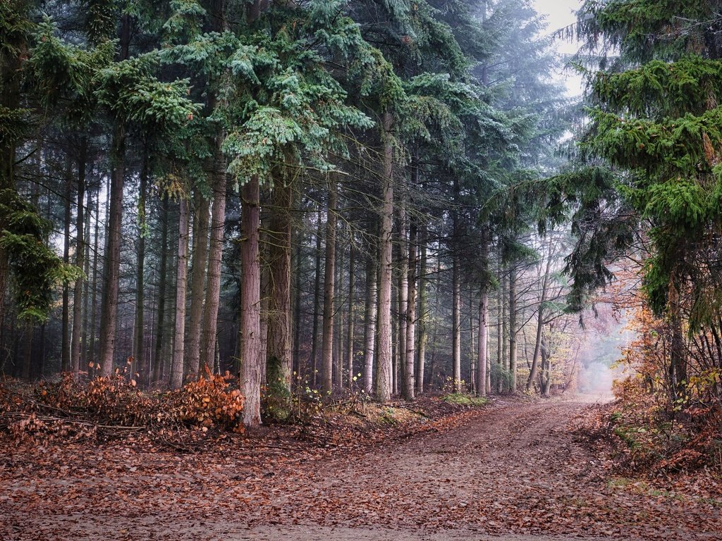 Обои природа, лес, nature, forest разрешение 2048x1365 Загрузить