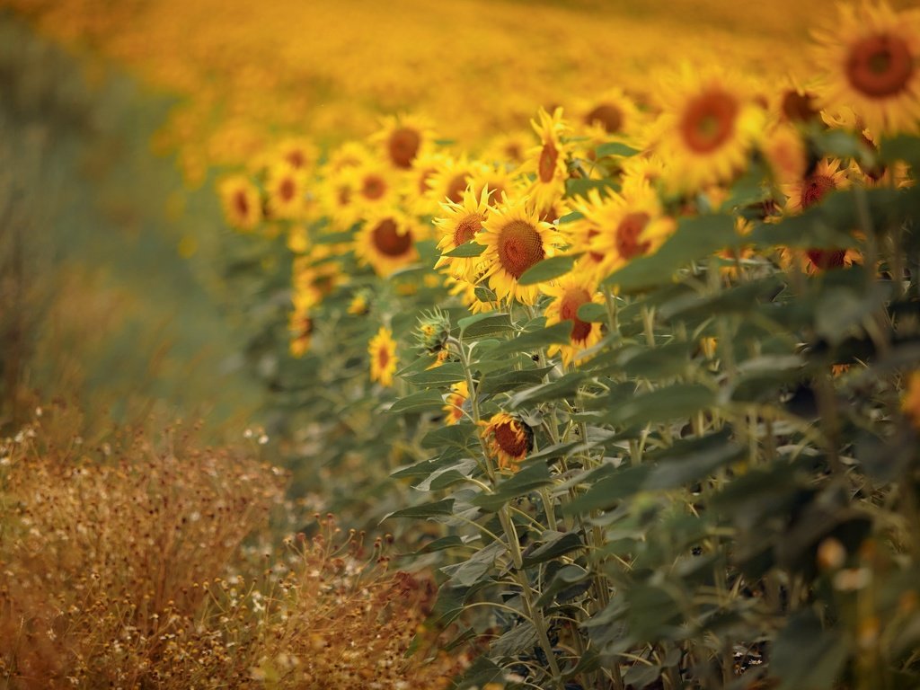 Обои природа, подсолнухи, nature, sunflowers разрешение 2048x1291 Загрузить