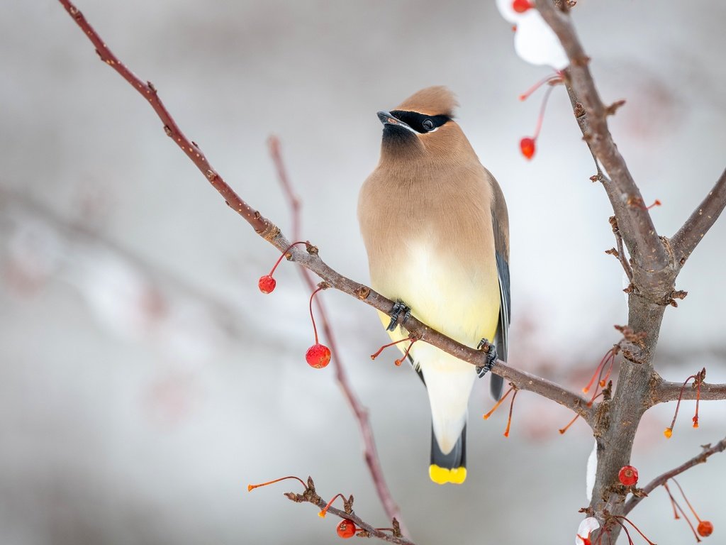 Обои снег, зима, фон, ветки, птица, ягоды, свиристель, snow, winter, background, branches, bird, berries, the waxwing разрешение 3840x2160 Загрузить