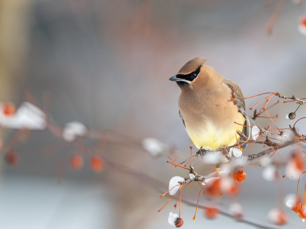 Обои снег, зима, ветки, птица, ягоды, свиристель, snow, winter, branches, bird, berries, the waxwing разрешение 3840x2160 Загрузить