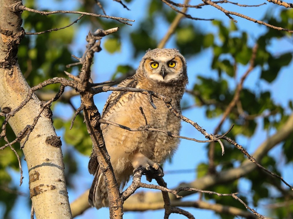 Обои сова, дерево, ветки, листва, взгляд, птица, боке, owl, tree, branches, foliage, look, bird, bokeh разрешение 3072x2048 Загрузить