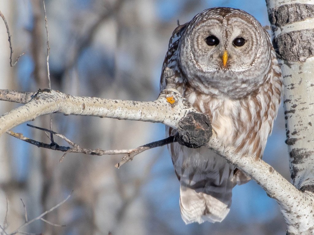 Обои сова, ветка, дерево, птица, береза, боке, пестрая неясыть, owl, branch, tree, bird, birch, bokeh, a barred owl разрешение 2048x1366 Загрузить