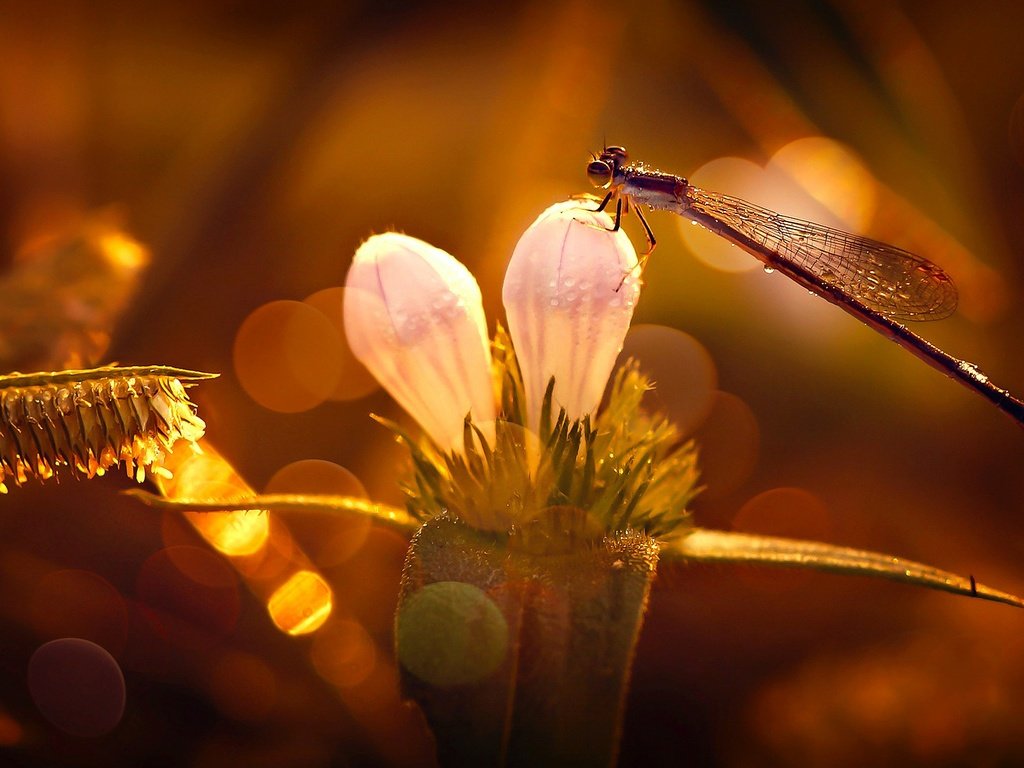 Обои свет, цветы, бутоны, капли, стрекоза, light, flowers, buds, drops, dragonfly разрешение 2880x1620 Загрузить