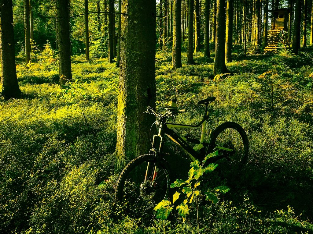 Обои свет, деревья, зелень, лес, лето, сосны, велосипед, light, trees, greens, forest, summer, pine, bike разрешение 3840x2160 Загрузить