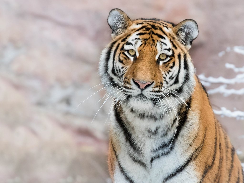 Обои тигр, морда, снег, фон, портрет, ветки, взгляд, боке, tiger, face, snow, background, portrait, branches, look, bokeh разрешение 2372x1334 Загрузить