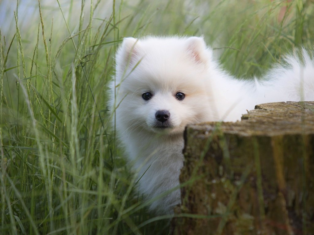 Обои трава, портрет, собака, щенок, мордашка, малыш, пень, шпиц, grass, portrait, dog, puppy, face, baby, stump, spitz разрешение 3744x2714 Загрузить