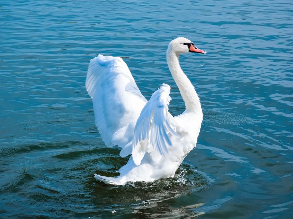 Обои вода, лебедь, озеро, взмах крыльев, природа, белый, водоем, птица, голубой фон, плавание, water, swan, lake, flap, nature, white, pond, bird, blue background, swimming разрешение 6000x4000 Загрузить