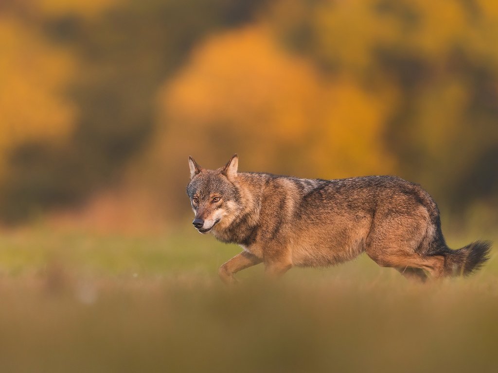 Обои волк, wolf разрешение 2048x1365 Загрузить