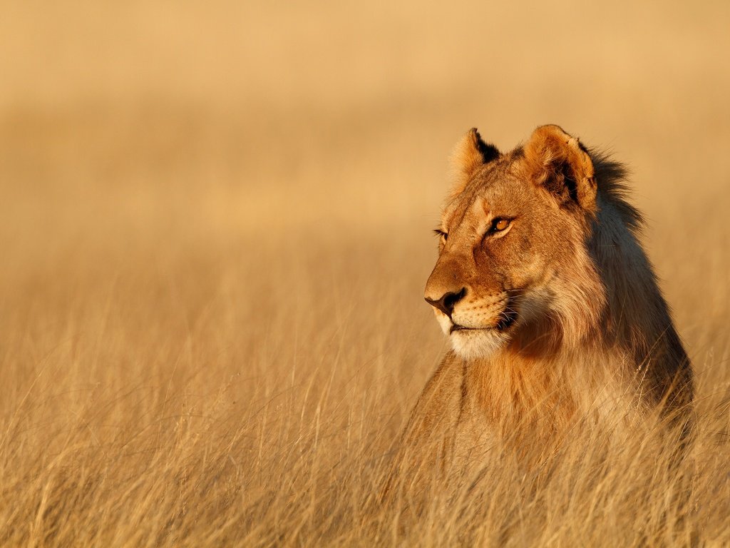 Обои львица, lioness разрешение 3000x2000 Загрузить
