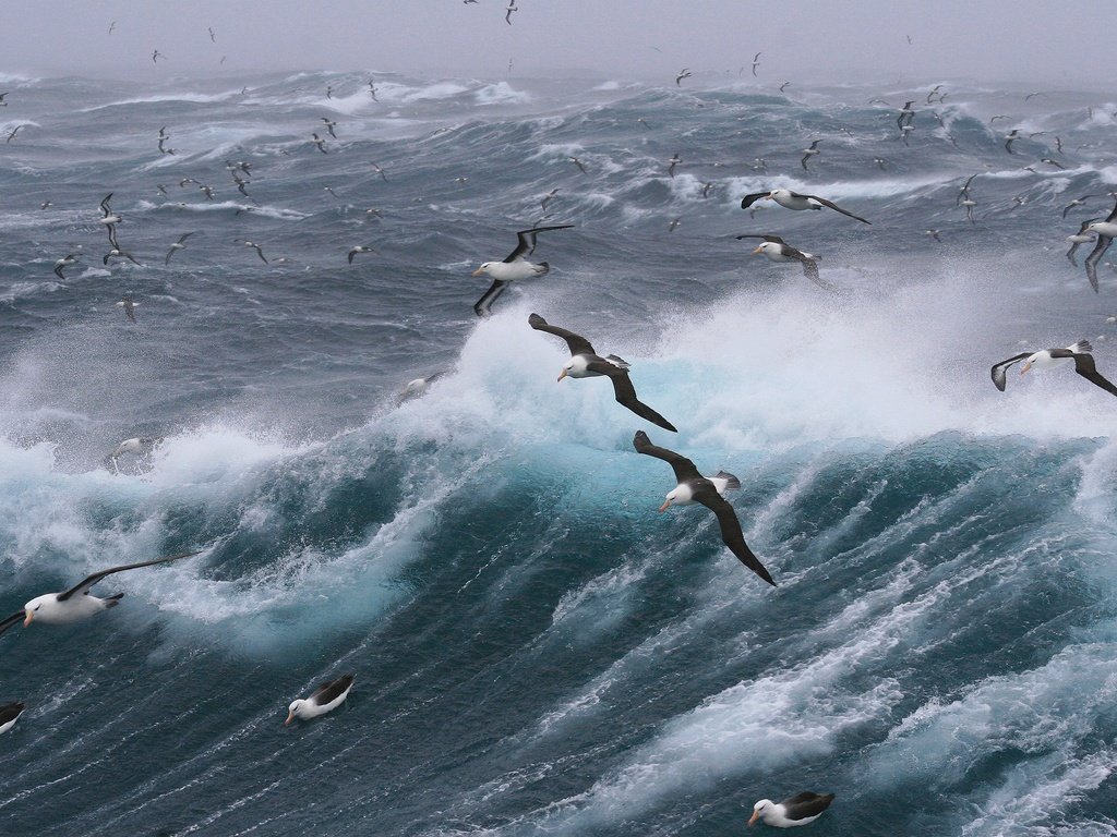 Обои волны, море, полет, птицы, чайки, шторм, wave, sea, flight, birds, seagulls, storm разрешение 2880x1920 Загрузить