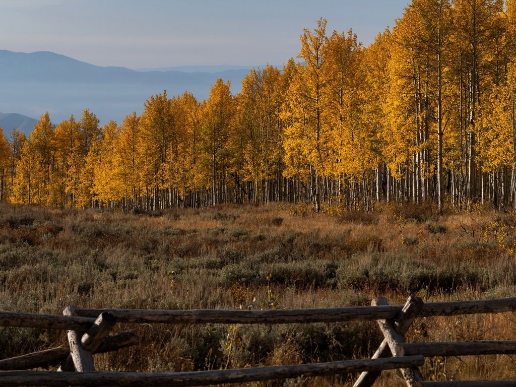 Обои деревья, осень, забор, trees, autumn, the fence разрешение 3840x2160 Загрузить