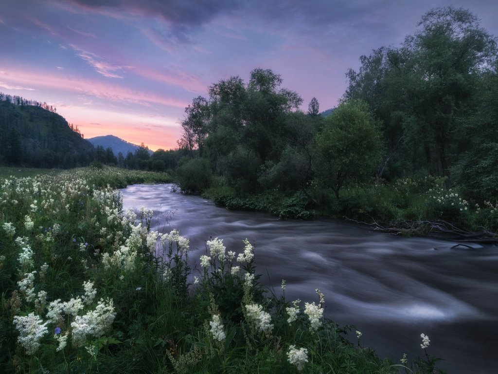 Обои река, природа, пейзаж, сумерки, травы, алтай, таволга, river, nature, landscape, twilight, grass, altay, meadowsweet разрешение 2000x1428 Загрузить