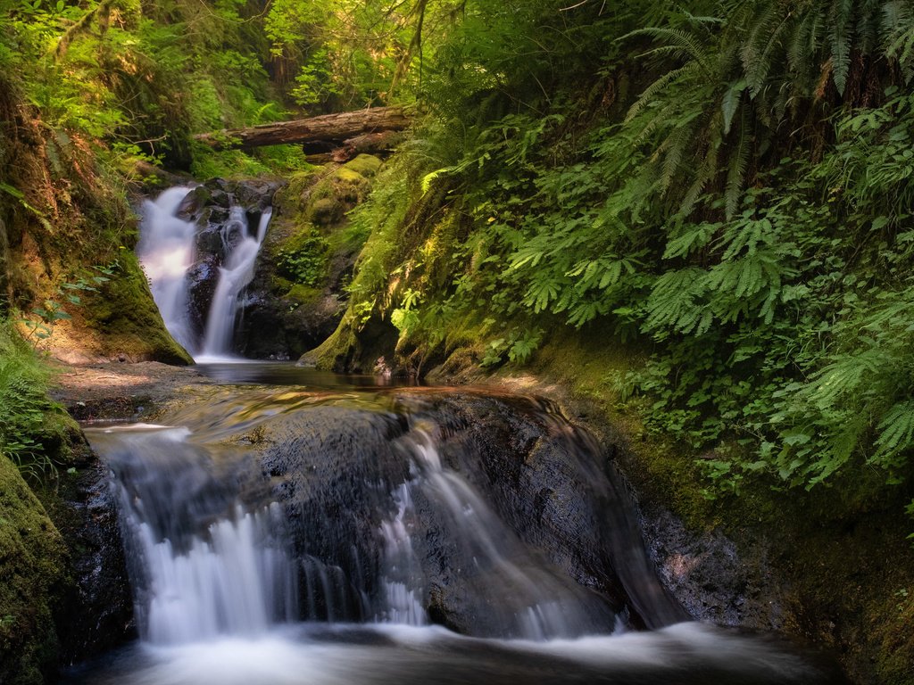 Обои лес, duncan creek, ручей, водопад, ущелье реки колумбия, каскад, штат вашингтон, штате вашингтон, columbia river gorge, дункан крик, forest, stream, waterfall, the columbia river gorge, cascade, washington, washington state разрешение 2112x1188 Загрузить