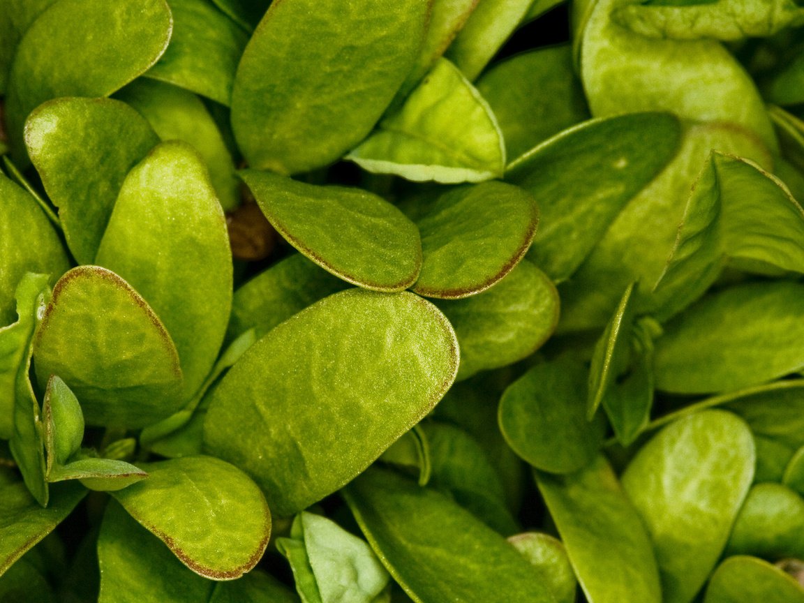 Обои трава, зелень, листья, макро, лист, растение, зеленый лист, шпинат, grass, greens, leaves, macro, sheet, plant, green leaf, spinach разрешение 1920x1200 Загрузить