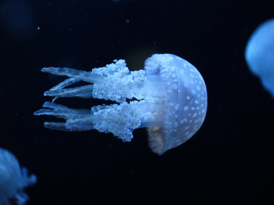 Обои вода, море, медузы, ультрафиолет, water, sea, jellyfish, ultraviolet разрешение 1920x1200 Загрузить